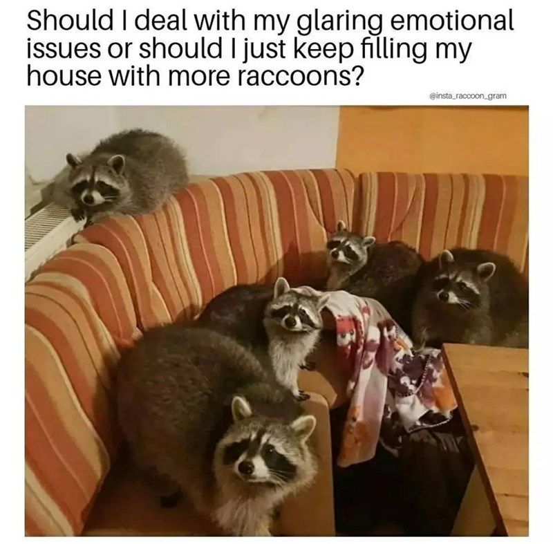 filling-my-house-with-more-raccoons