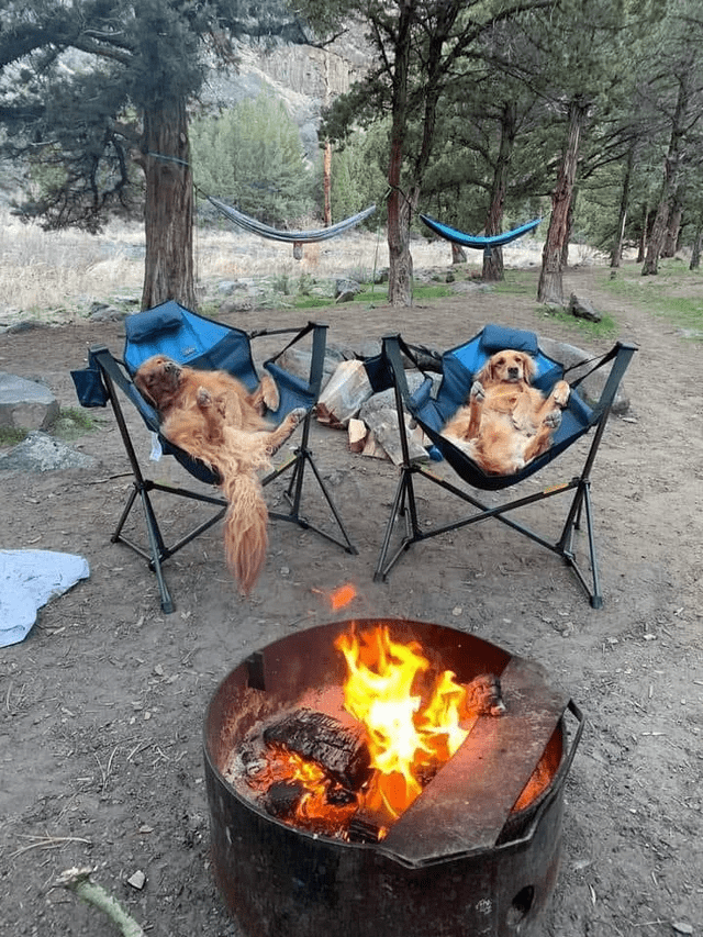 fire_pit_dogs