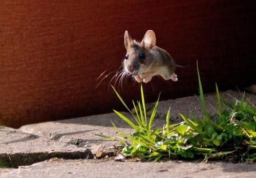 flying-mouse