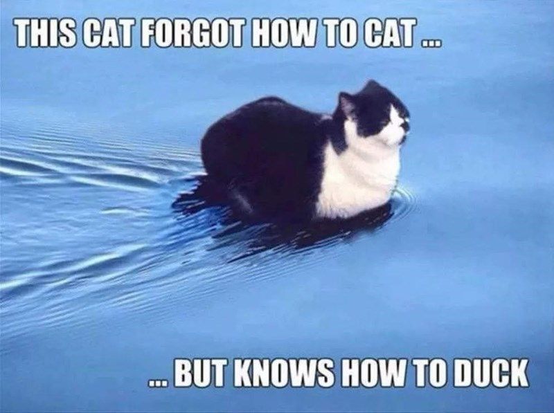 forgot-cat-but-knows-duck