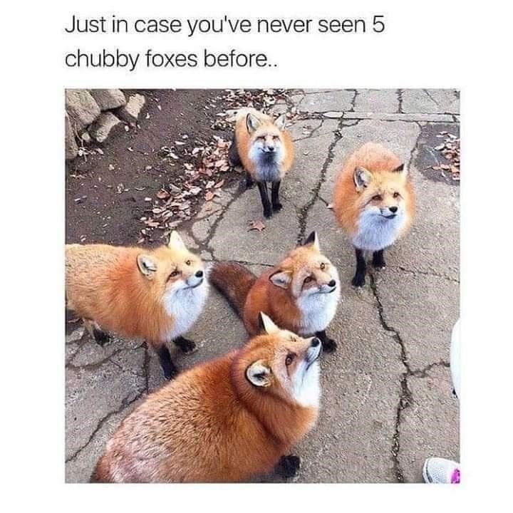 fox_force_five