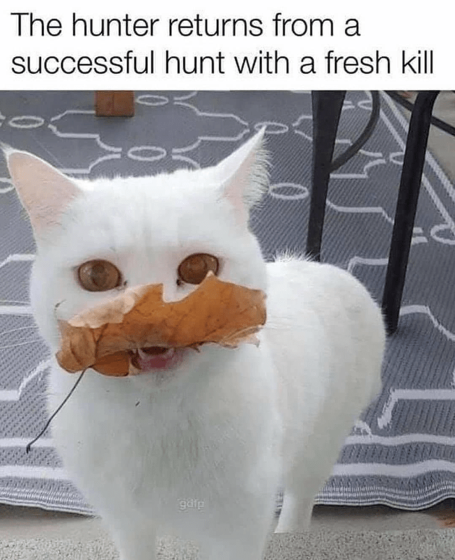 fresh-kill