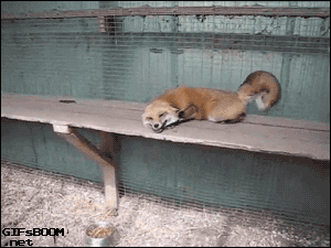 friendly-fox
