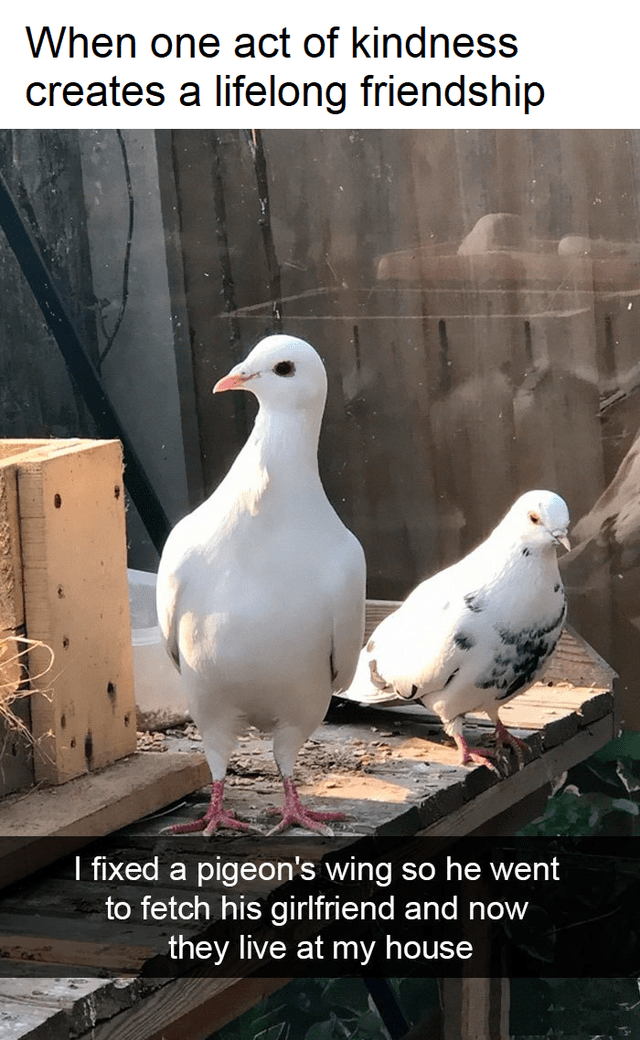 friendship-fixed-pigeons-wing-so-he-went-fetch-his-girlfriend-and-now-they-live-at-my-house