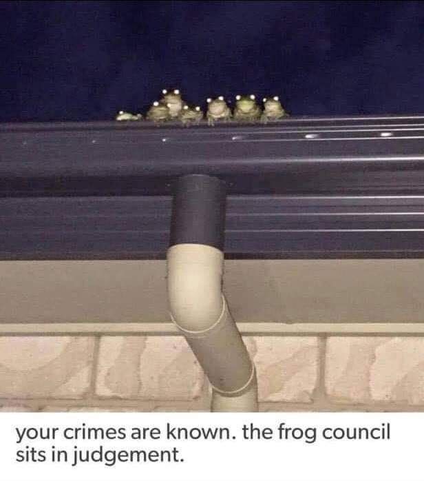 frog_council(1)