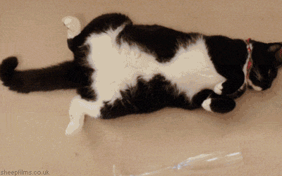 funny-animal-gif-of-cats-after-new-years