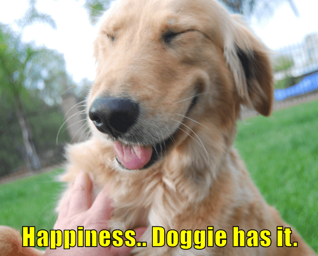 happiness-doggie-has-it
