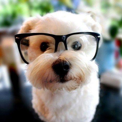 hipster-dog