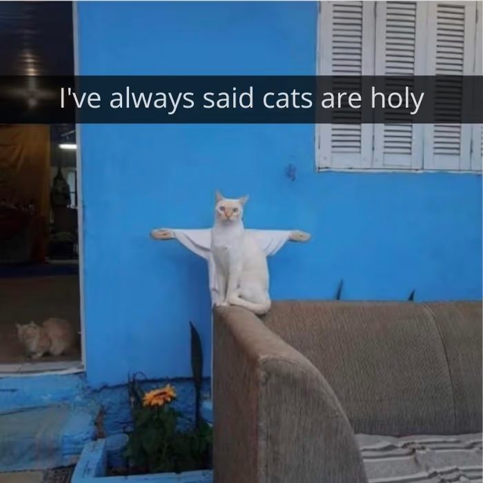 holy cat