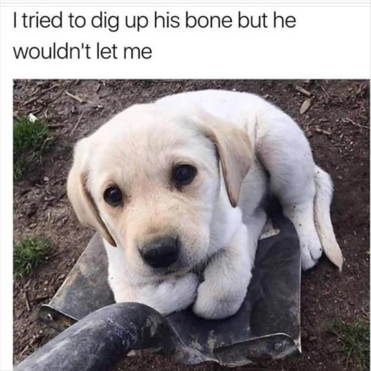 i-tried-to-dig-up-his-bone