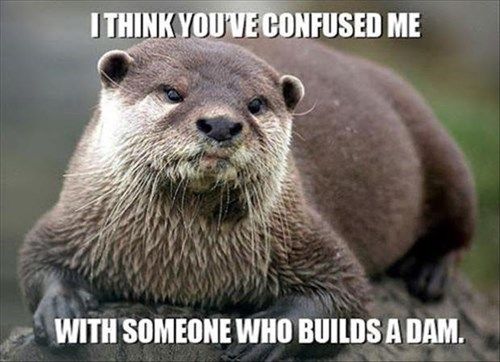 i_think_you_otter_figure_it_out