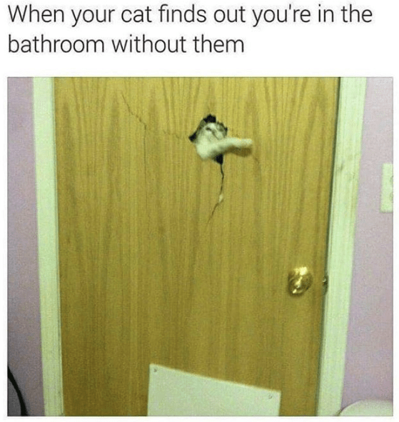 in_the_bathroom_without_cat
