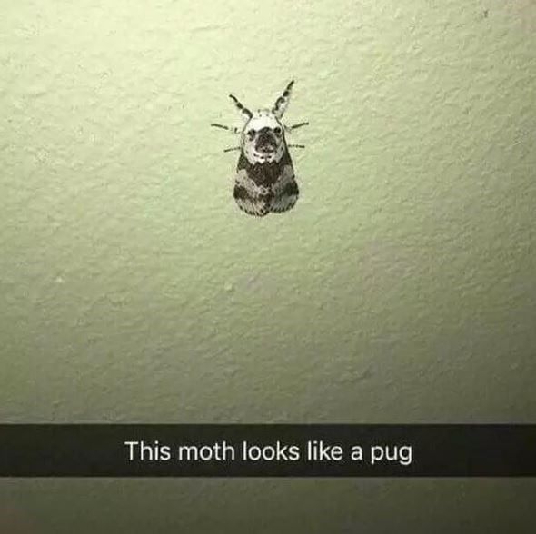 insect-this-moth-looks-like-pug