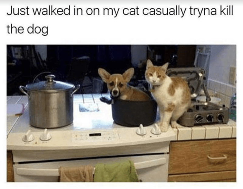 just-walked-on-my-cat-casually-tryna-kill-dog