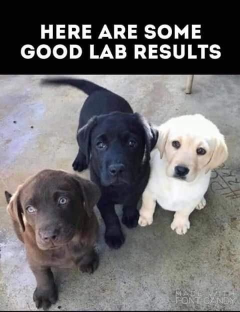 lab_results