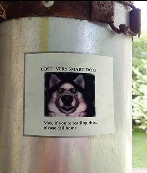 lost-very-smart-dog