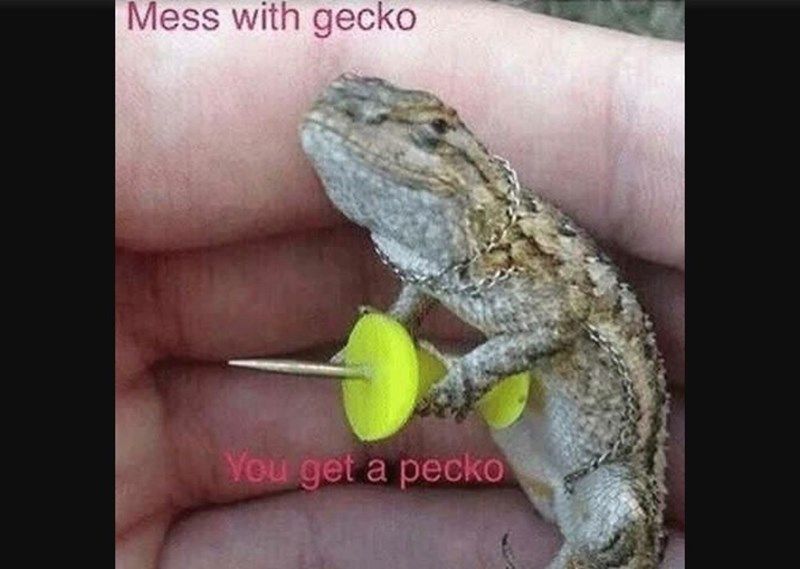 mess-with-gecko-get-pecko