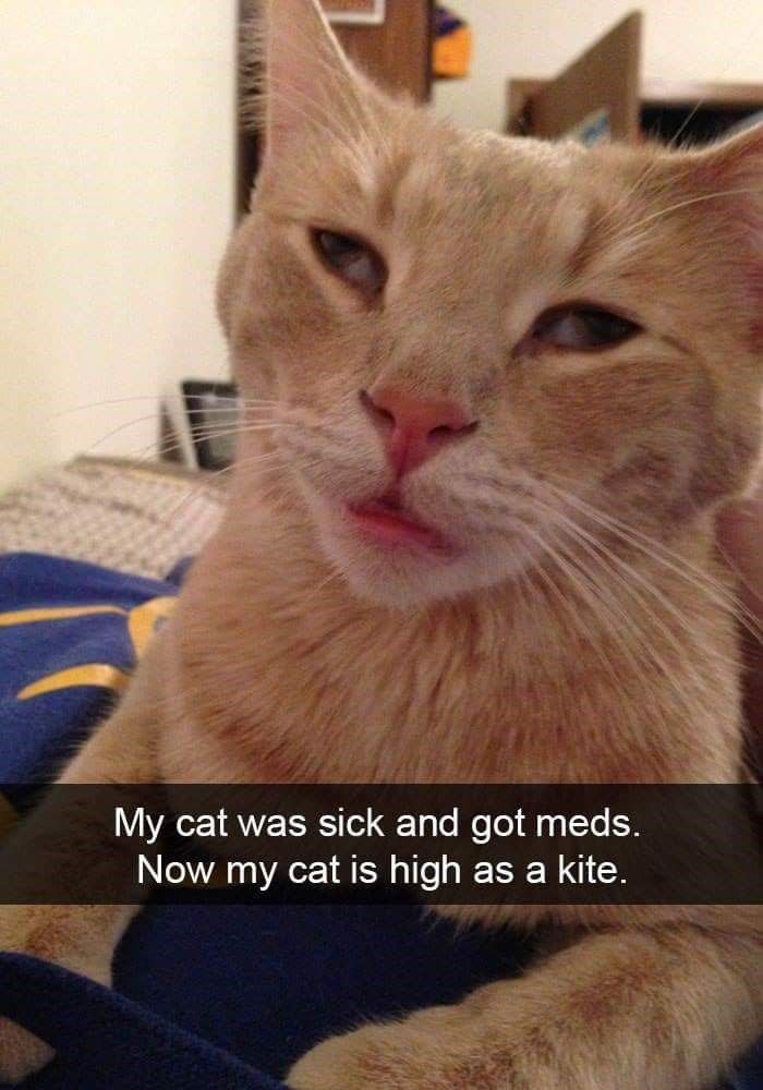 my-cat-is-high-as-kite