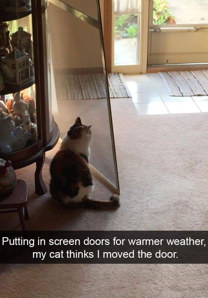 my-cat-thinks-moved-door