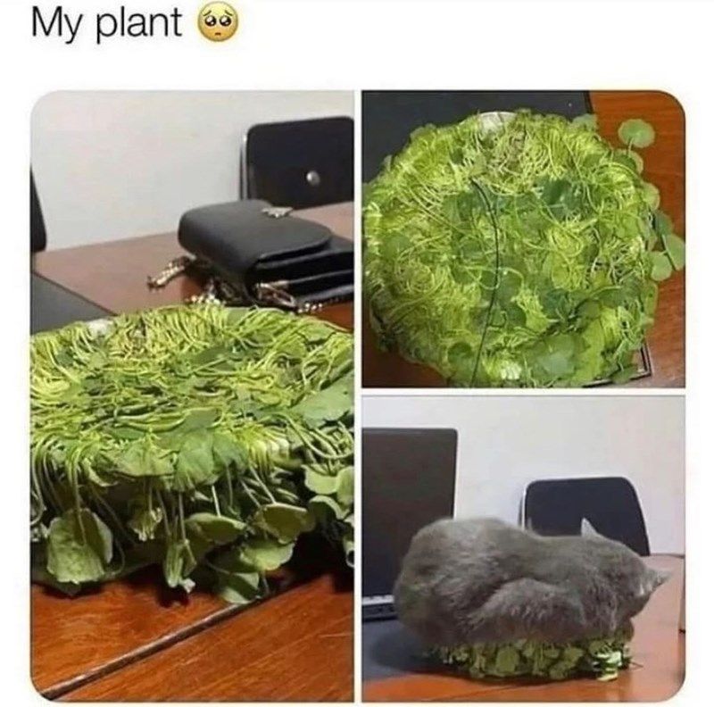 my-plant