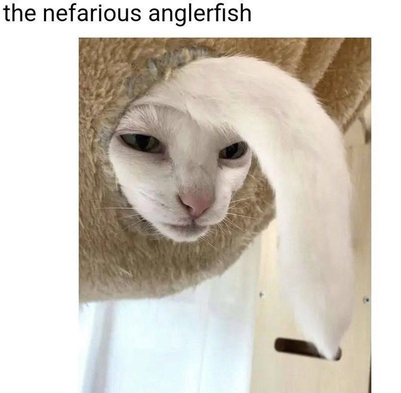 nefarious-anglerfish