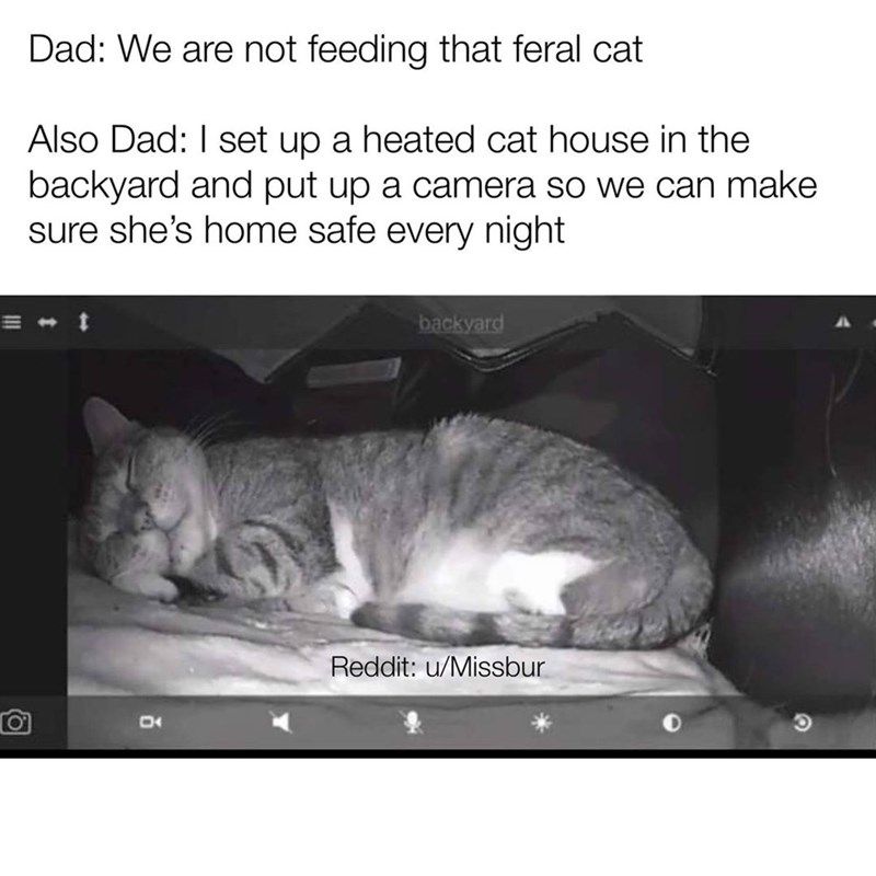 not_feeding_that_cat_right