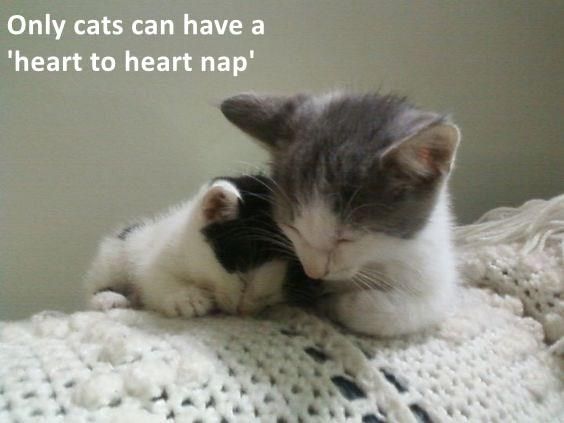 only_cats_can_have_a_heart_to_heart_nap_(2)