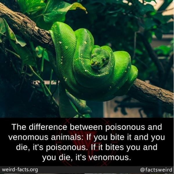 poisonous_or_venomous
