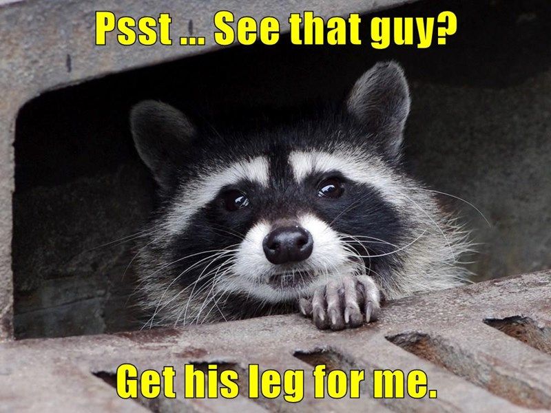 psst-see-that-guy-get-his-leg-for-me