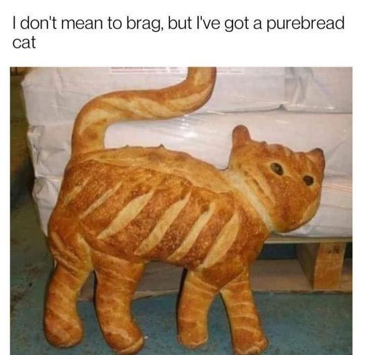 purebread_cat