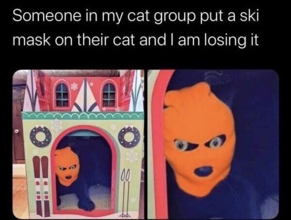 put-ski-mask-on-their-cat