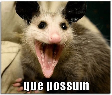que_possum