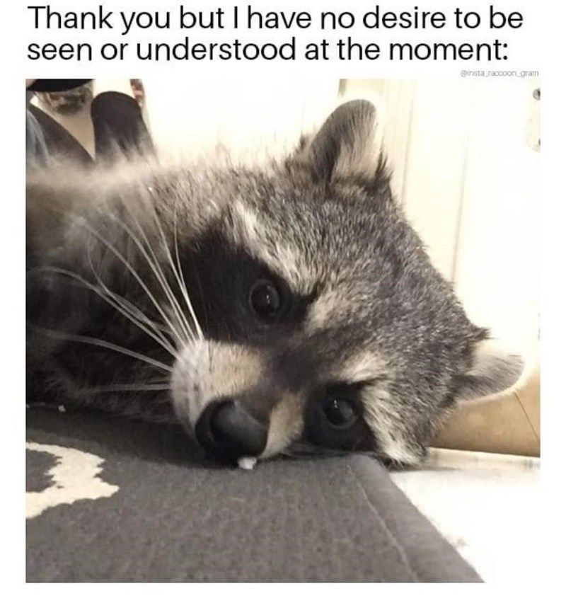 raccoon-5