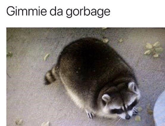 raccoon-gimmie-da-gorbage