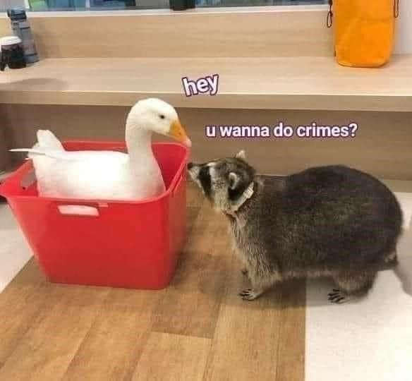 raccoon-hey-u-wanna-do-crimes