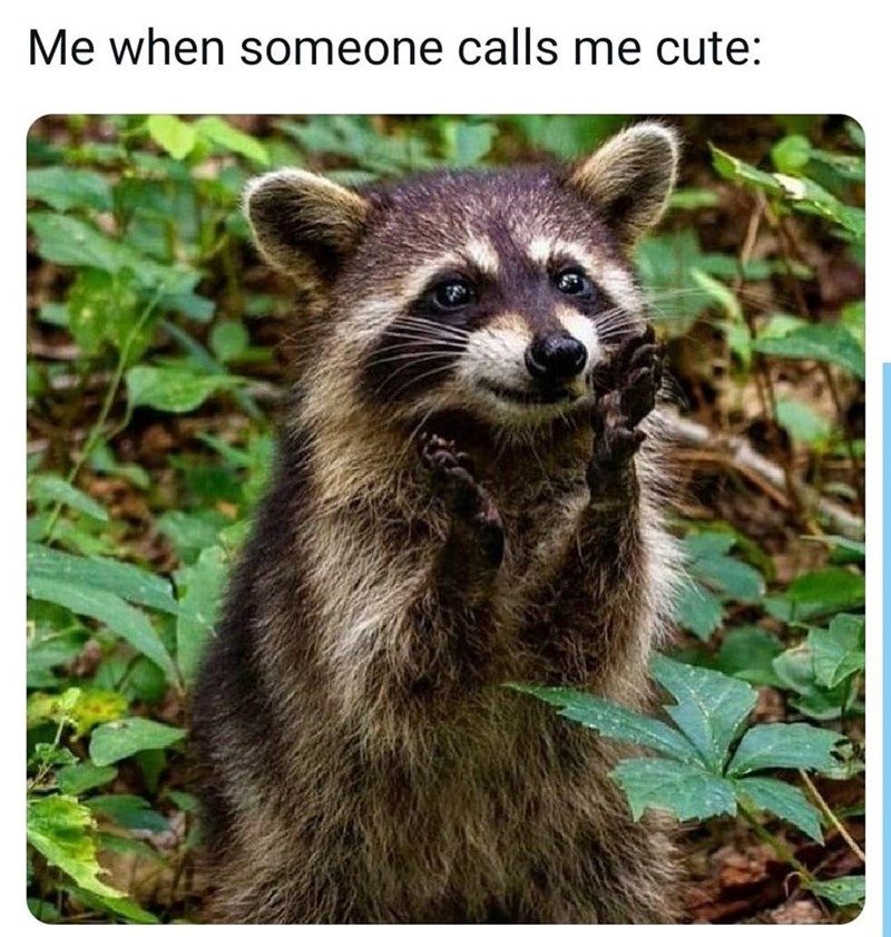 raccoon-someone-calls-cute