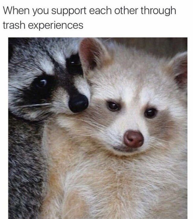 raccoon-support-each-other-through-trash-experiences
