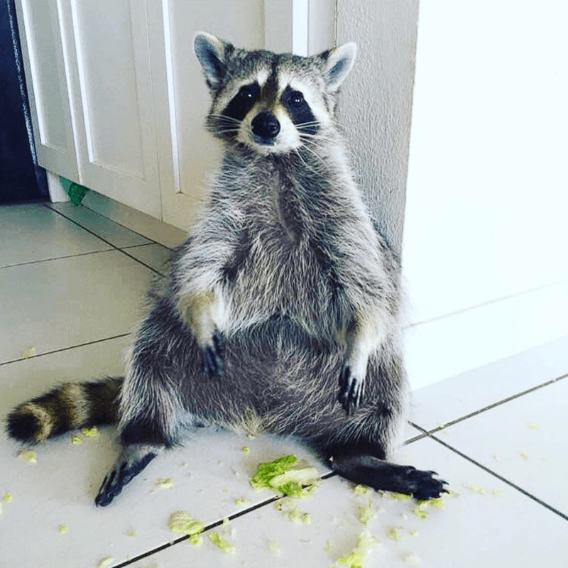 raccoon