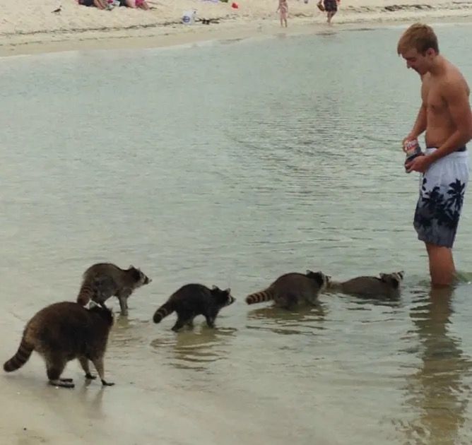 raccoons-at-beach