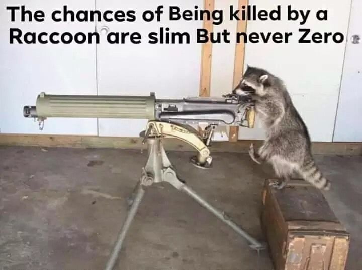 racoon assassin