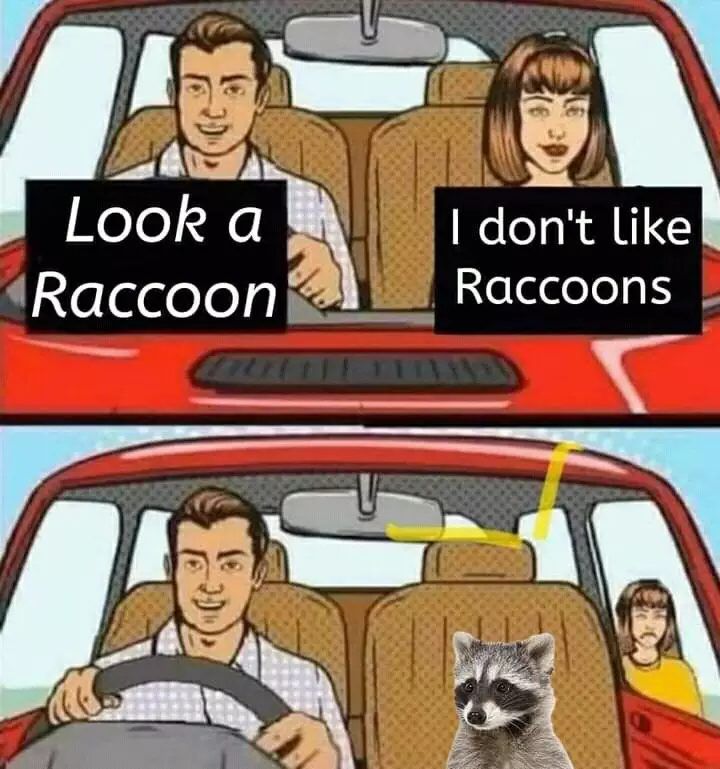 racoon fan