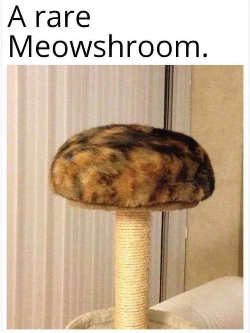 rare-meowshroom