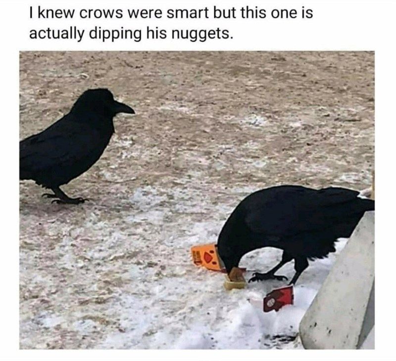 raven-knew-crows-were-smart-but-this-one-is-actually-dipping-his-nuggets