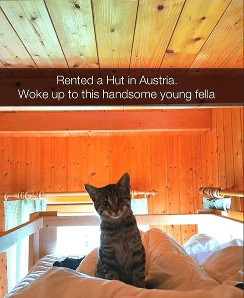 rented-hut-austria-woke-up-this-handsome-young-fella-cgcc