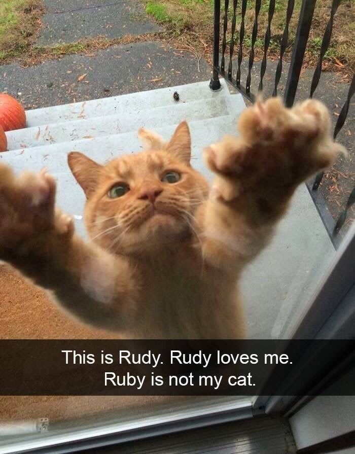 ruby-is-not-my-cat