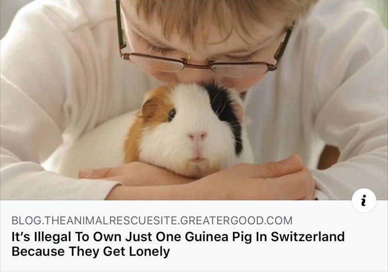 s-illegal-own-just-one-guinea-pig-switzerland-because-they-get-lonely