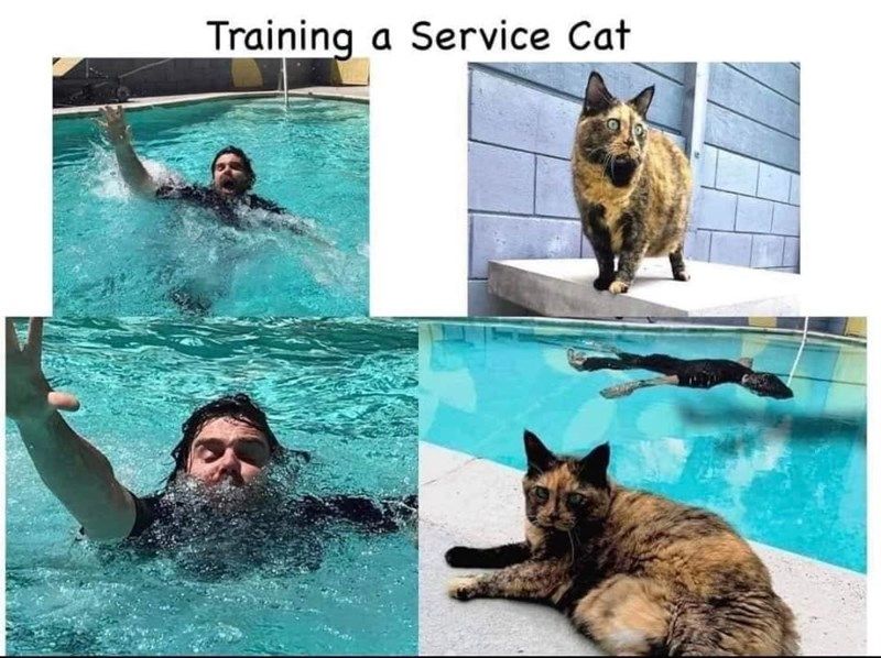 service-cat