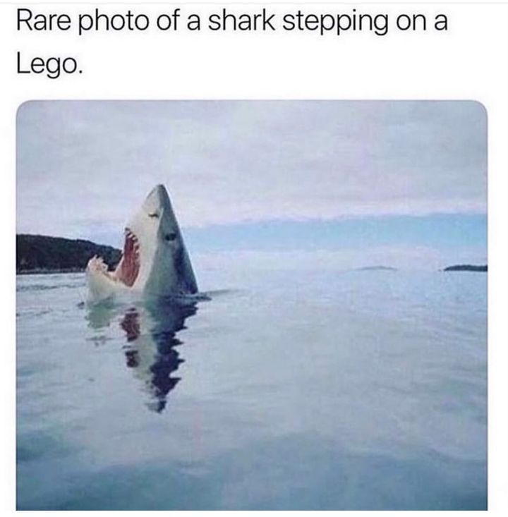 shark and lego
