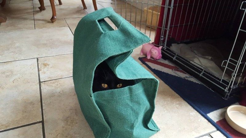 she-likes-to-hide-in-bags
