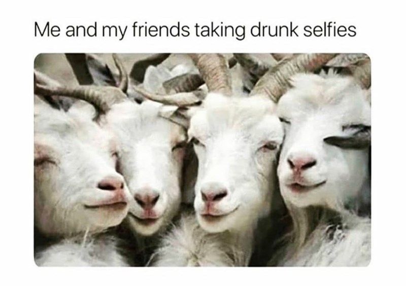 sheep-and-my-friends-taking-drunk-selfies